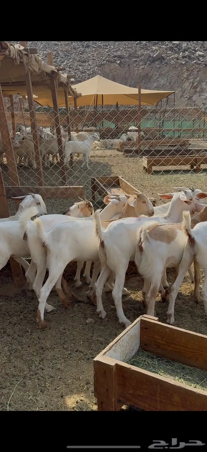 جفار برص فواخر 1