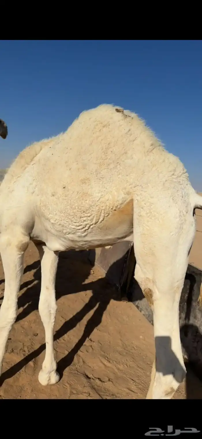 قعود حليب طايش 0