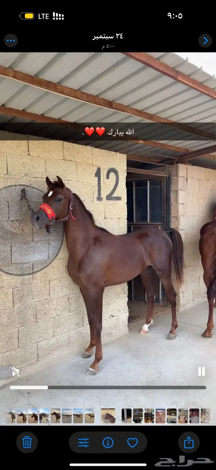 مهر للبيع كفو وشرط العمر سنتين ونص حراره الف وكرزما مشالله 1