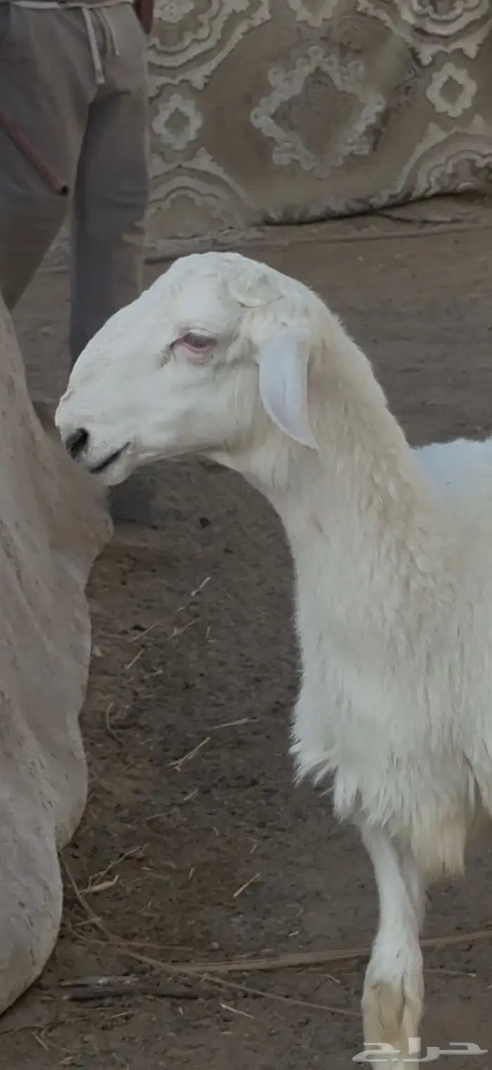 مشروع فحل نادر 3