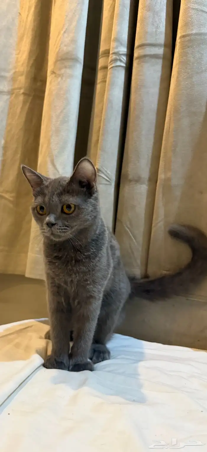 البيع قطط سكوتش 0