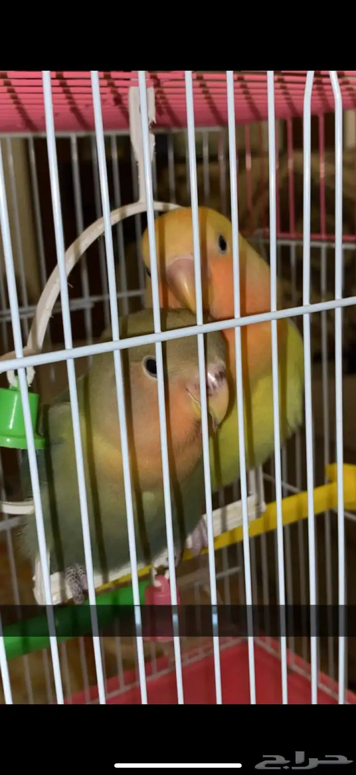 زوج روز للبيع 0