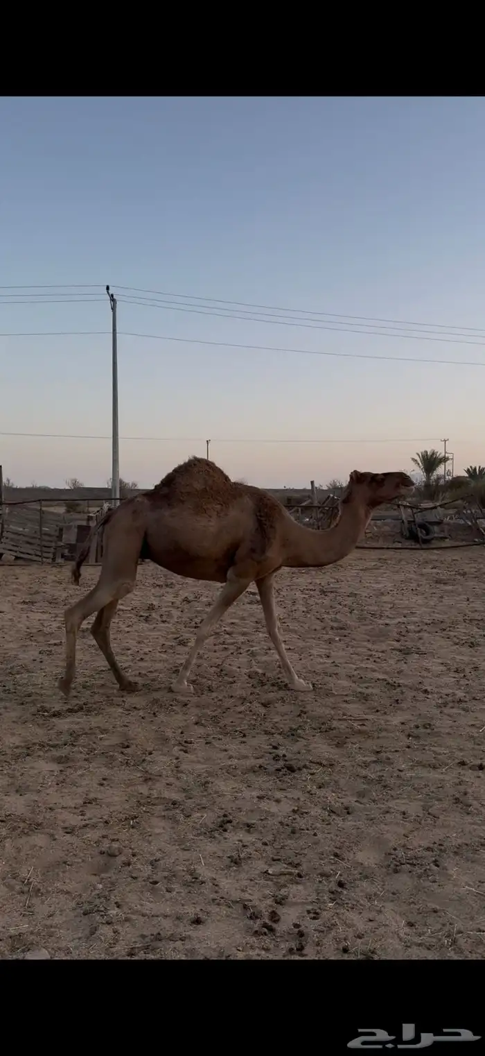 حمرا ساحليه للبيع لقحه 3