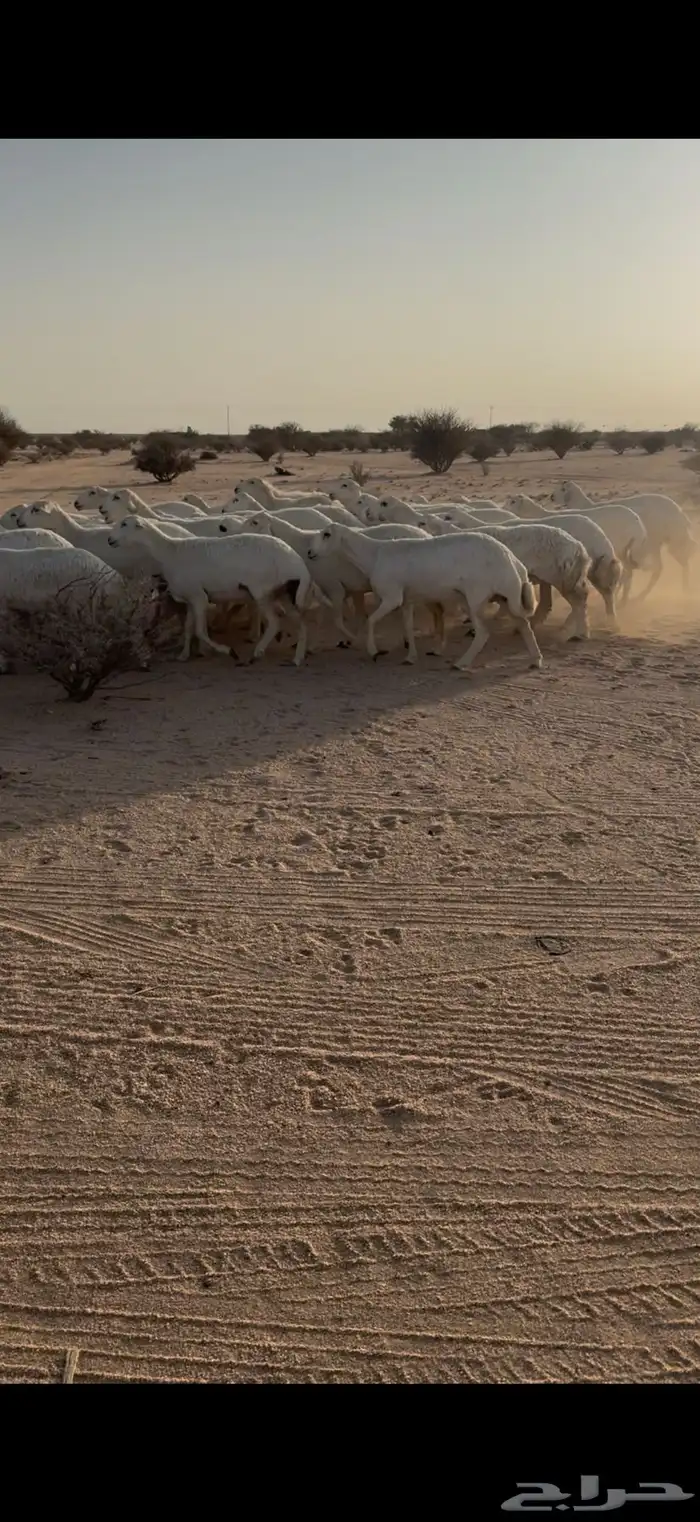 رخال جذعات وثنايا دفيع شرط على السونار 1