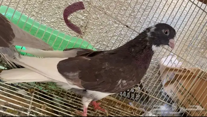 حمام قطايف حمر 8