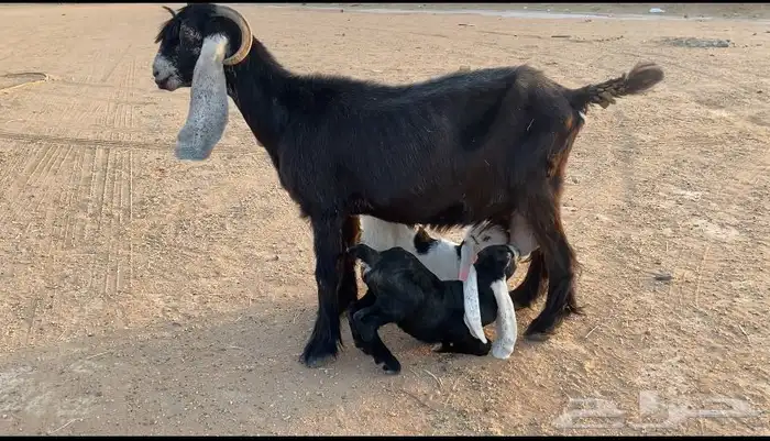 معزا متابيع عوارض صنف 2تحتها 3 تيسين وجفره 0