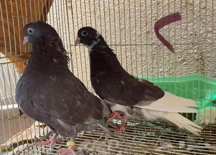 حمام قطايف حمر 10