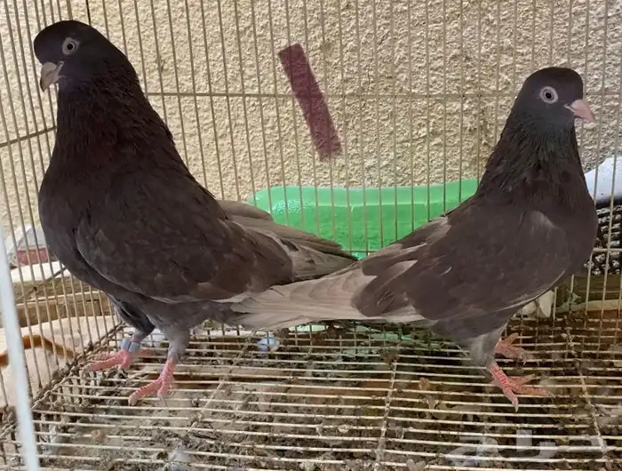 حمام قطايف حمر 4