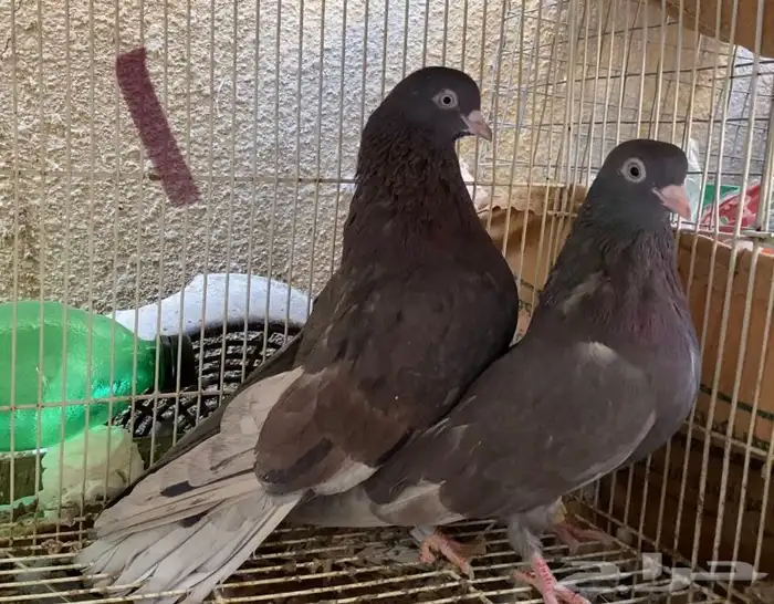 حمام قطايف حمر 3