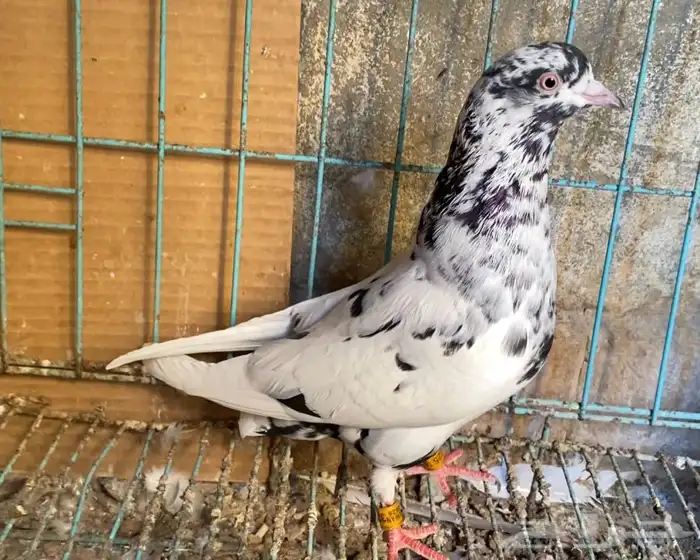 حمام قطيفي 5