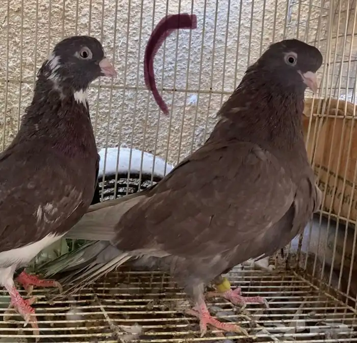 حمام قطايف حمر 6