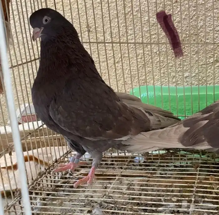 حمام قطايف حمر 1