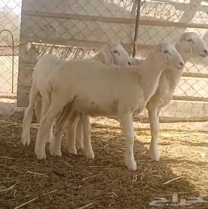 خرفان للبيع 2