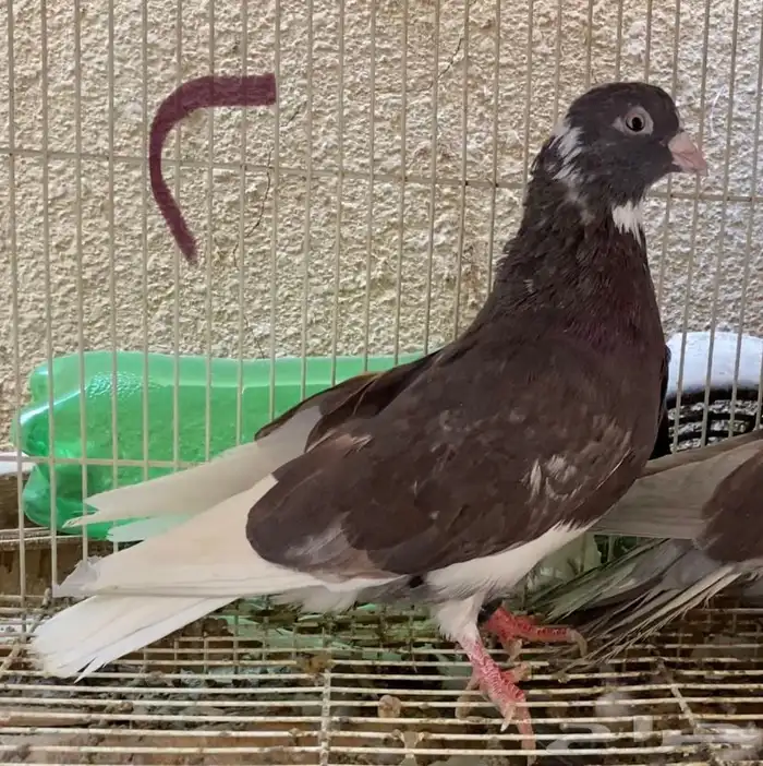 حمام قطايف حمر 7