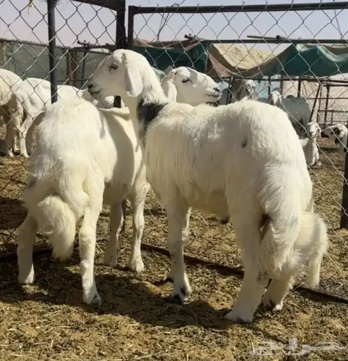 خرفان طيبه وسمان (هرافي ) 0