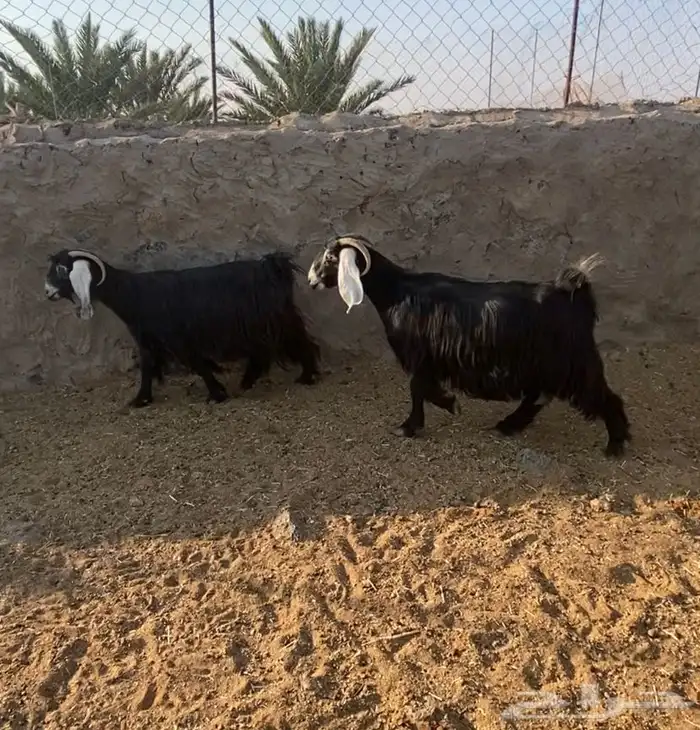 غنم معزا عوارض دفيع وصل ومضاريع العدد 28فيها جفار جذعات10 0