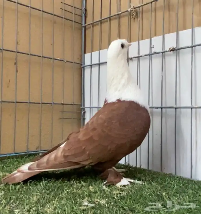 حمام زينه ذكر لبناني 1