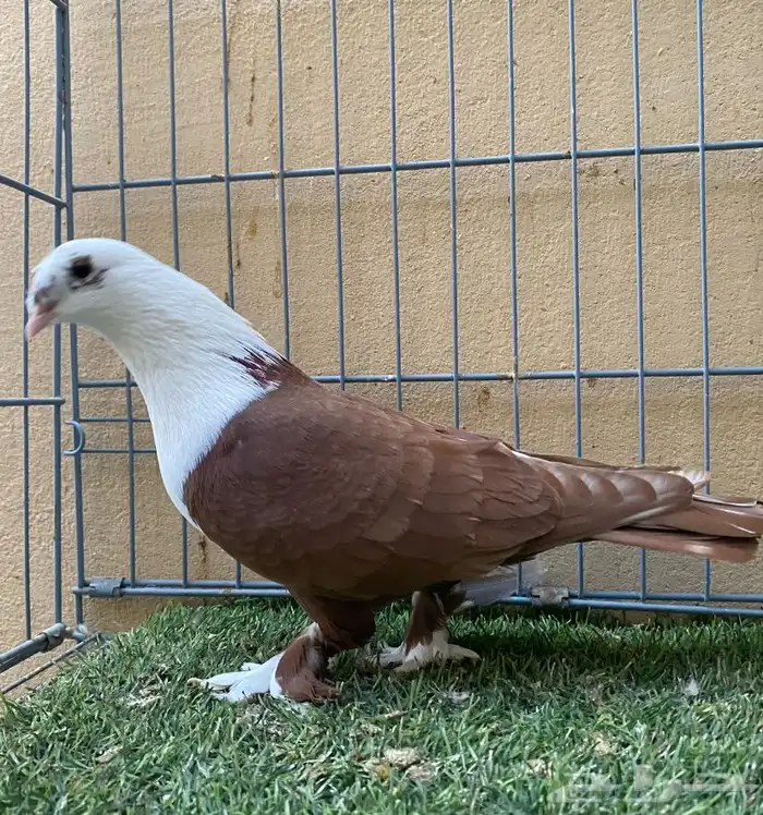 حمام زينه ذكر لبناني 5