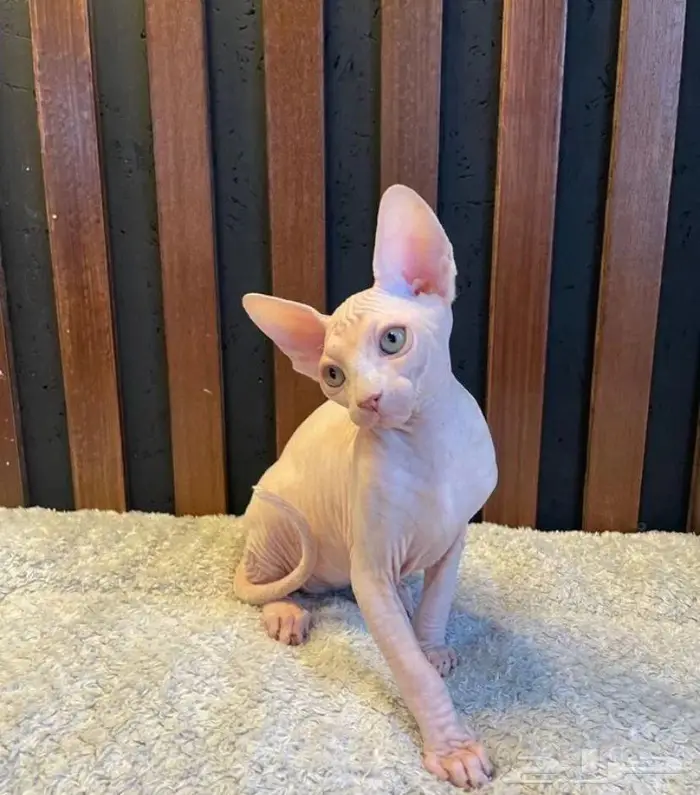 قطه سفنكس استيراد روسيا 2