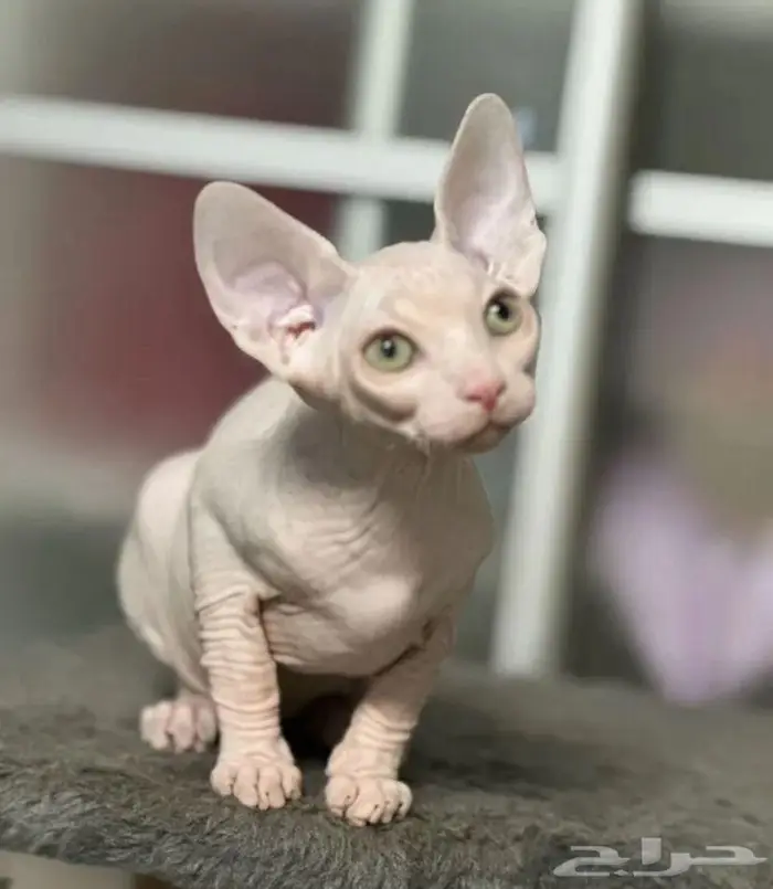 قطه سفنكس استيراد روسيا 1