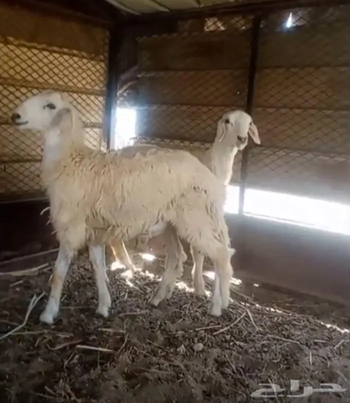 طلي ورخل للبيع 0