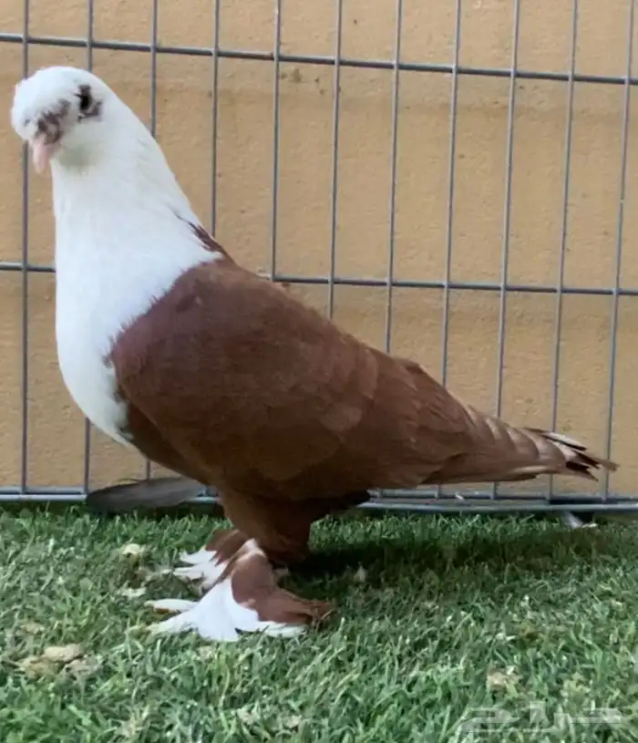 حمام زينه ذكر لبناني 2