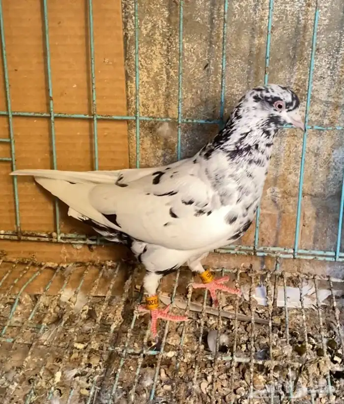 حمام قطيفي 7