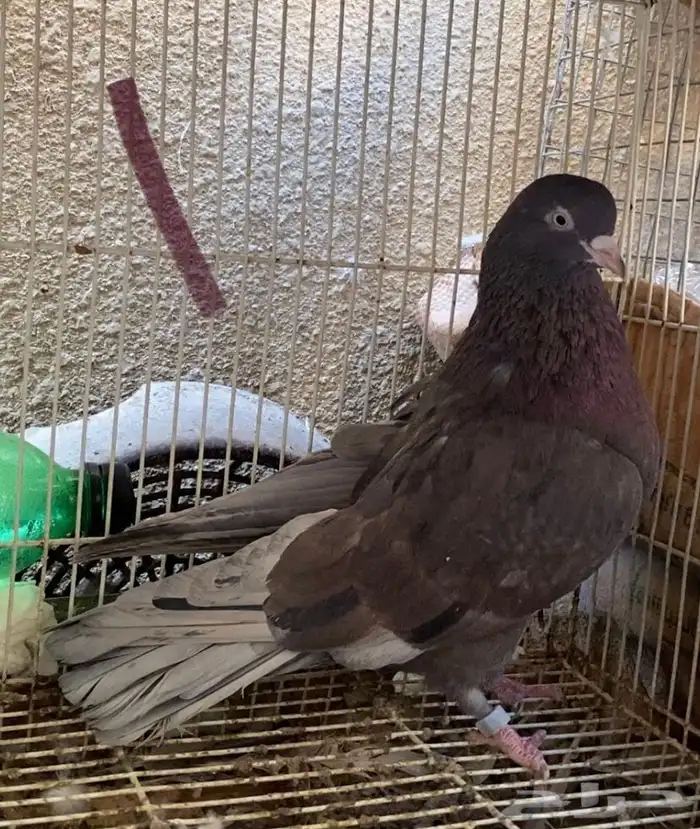 حمام قطايف حمر 2