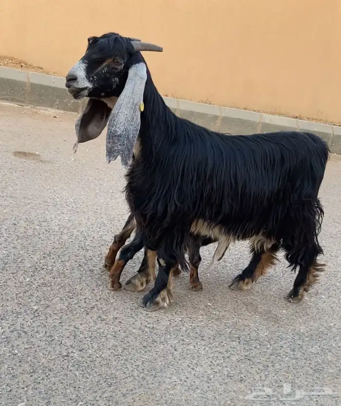 عنز عارضيه مطفل 0