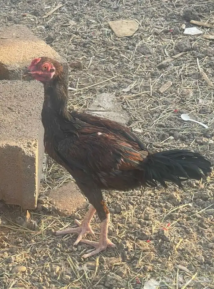 ديكه باكستاني للبيع 2