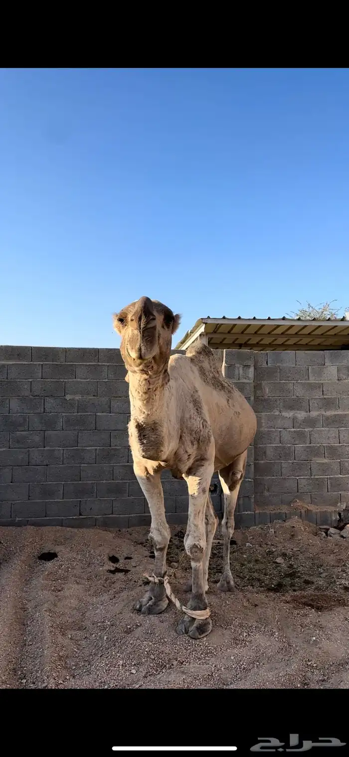 بعير للبيع 0