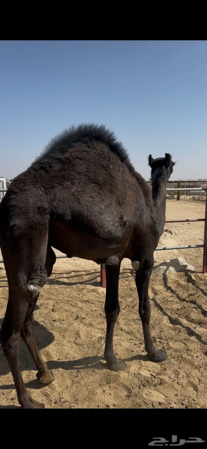 بكرة مفرودة 1