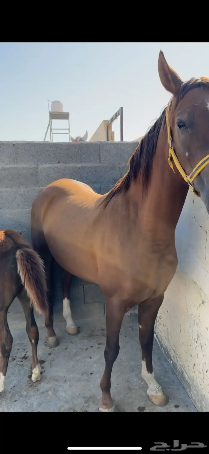 فرس تنافس الواهو ( شعبية ) 17