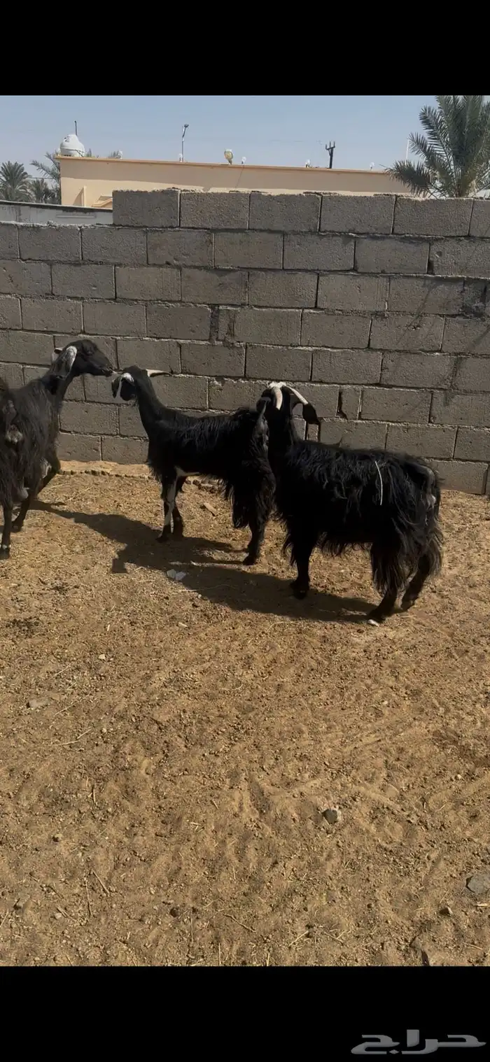 معزا للبيع 0