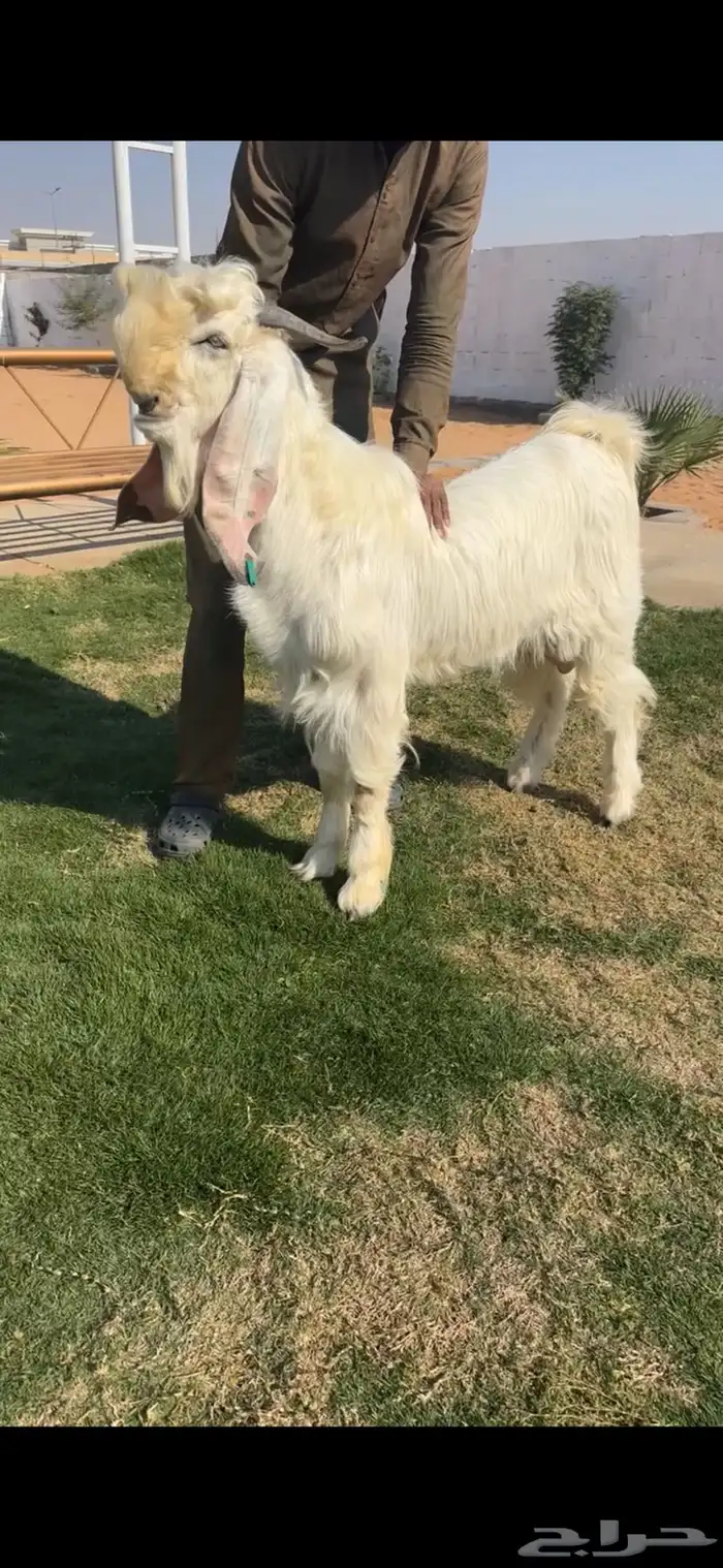 فحل شامي ابيض خصم الخصم 0