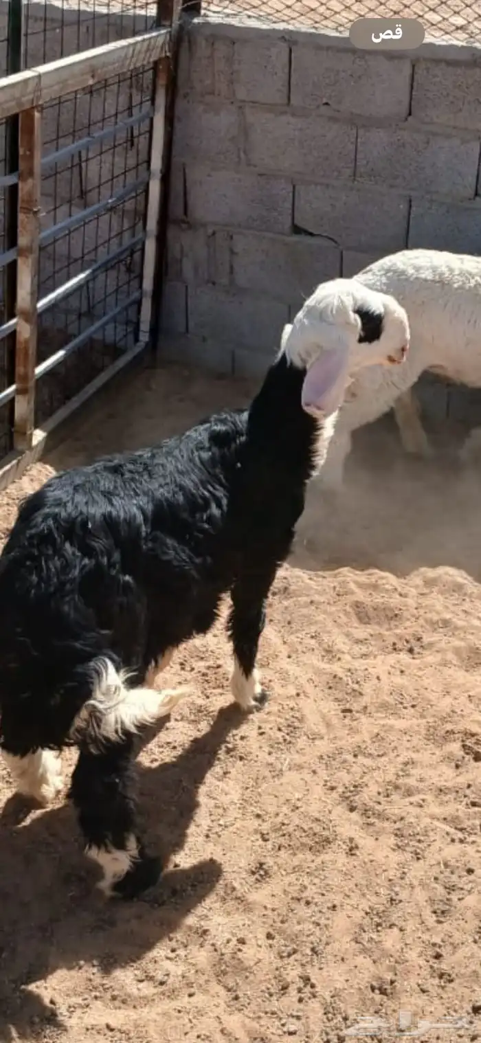 خروف نجدي 10