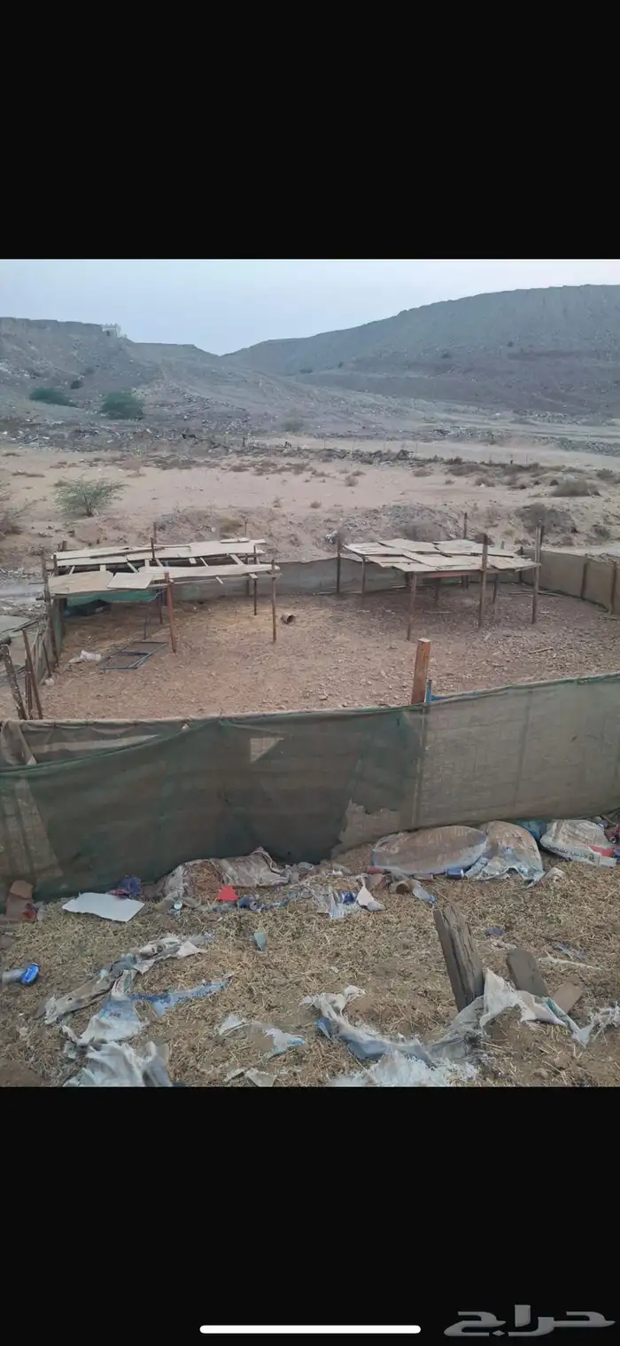 شبك حلال للبيع 1