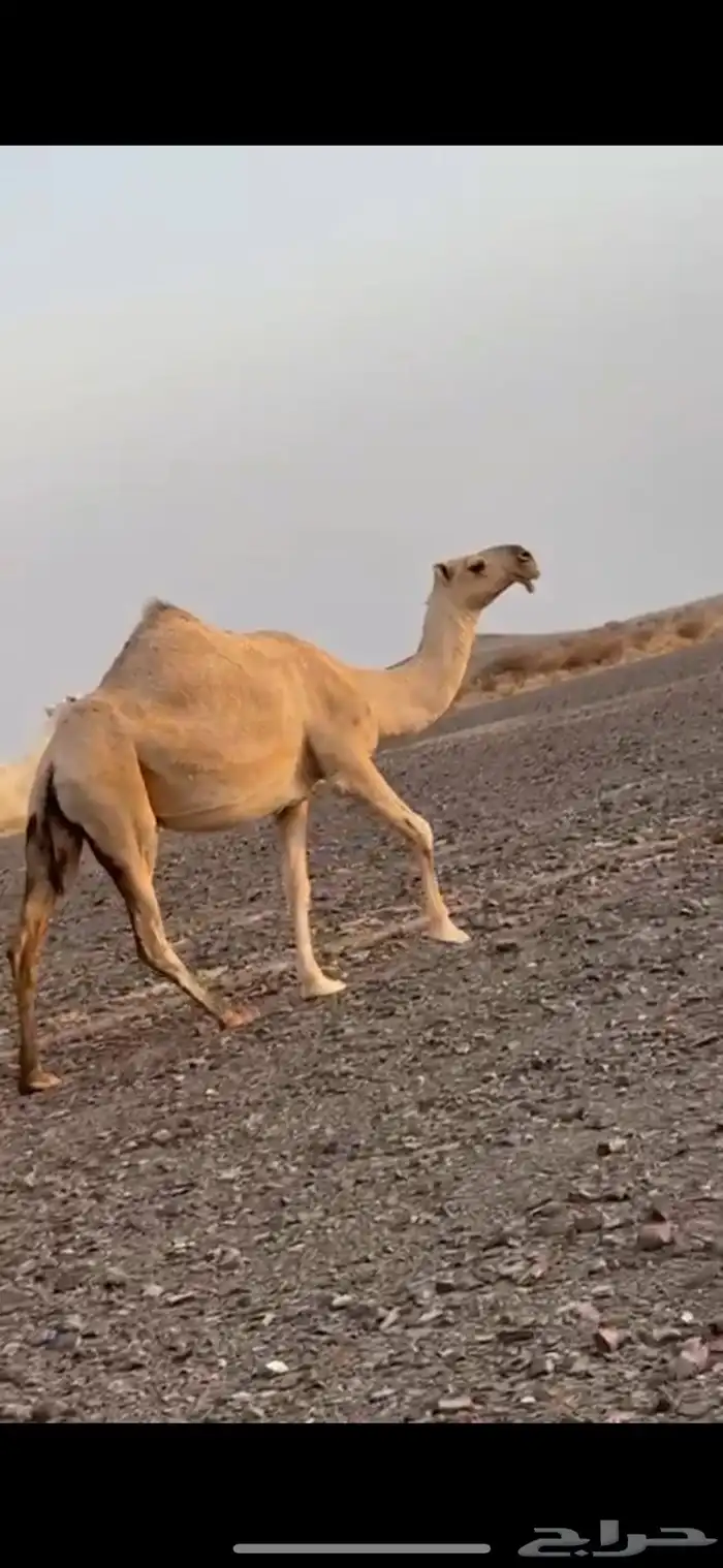 للبيع لقحة شقحا 0