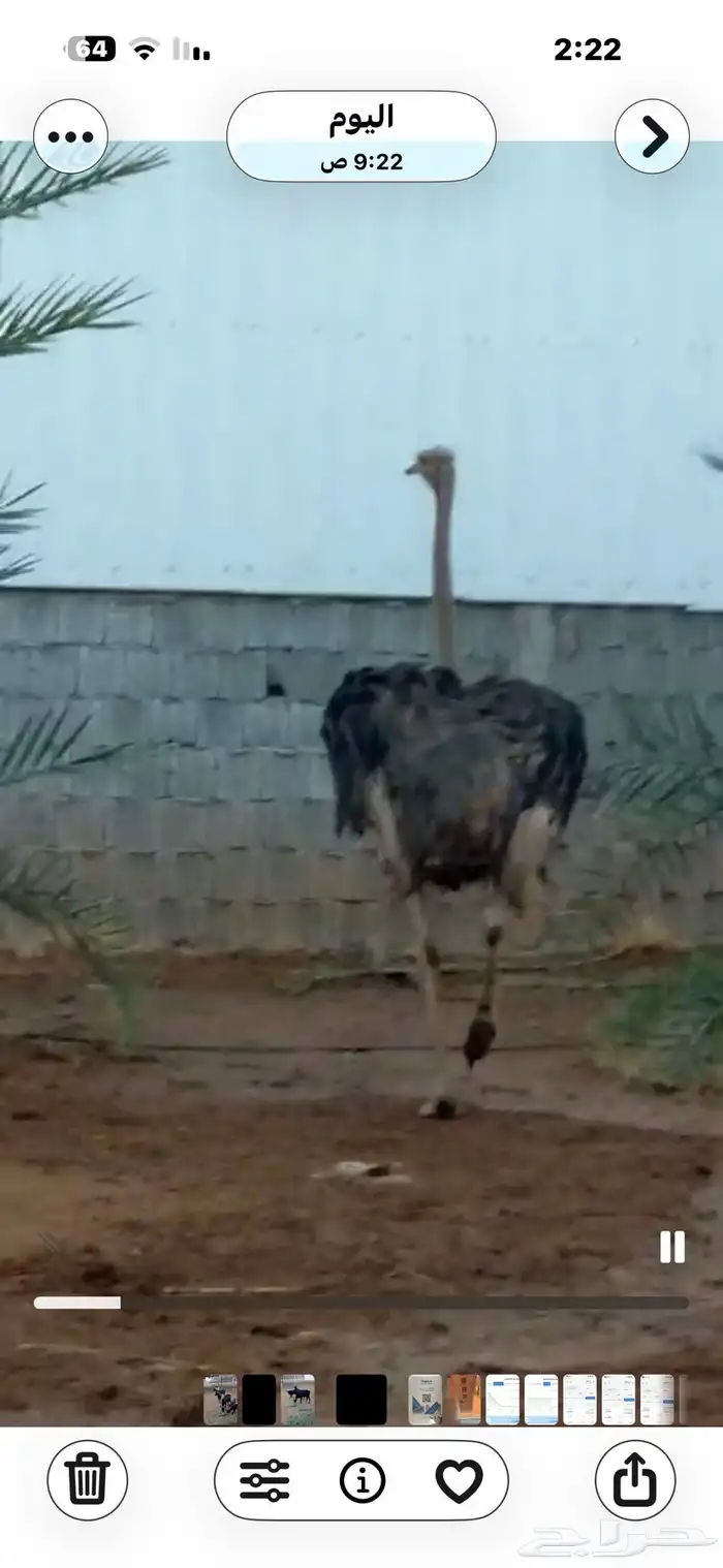 تيوس بورقت للبيع 1