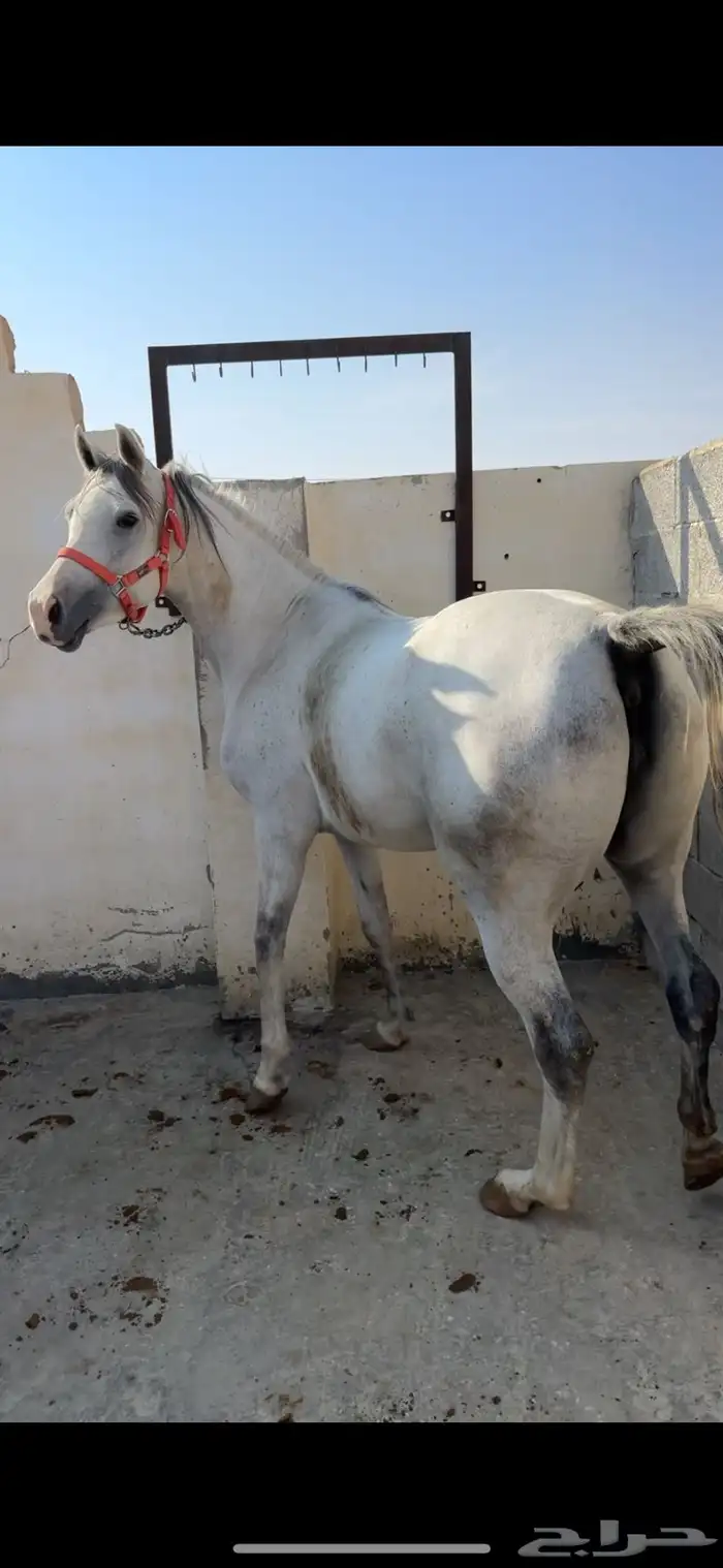 فرس تنافس الواهو ( شعبية من خيول نجد ) 2