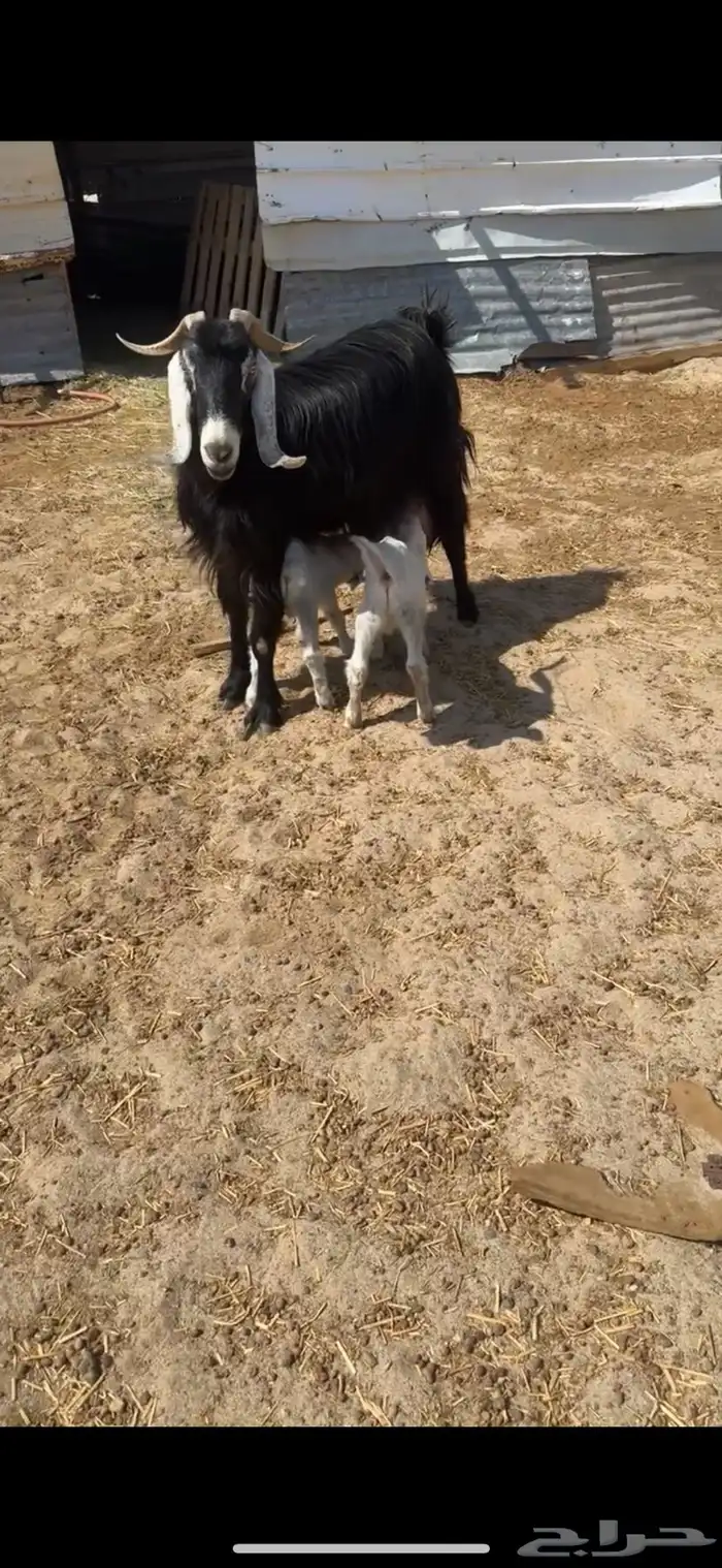 عنز عارضيه تحتها ثنين 0