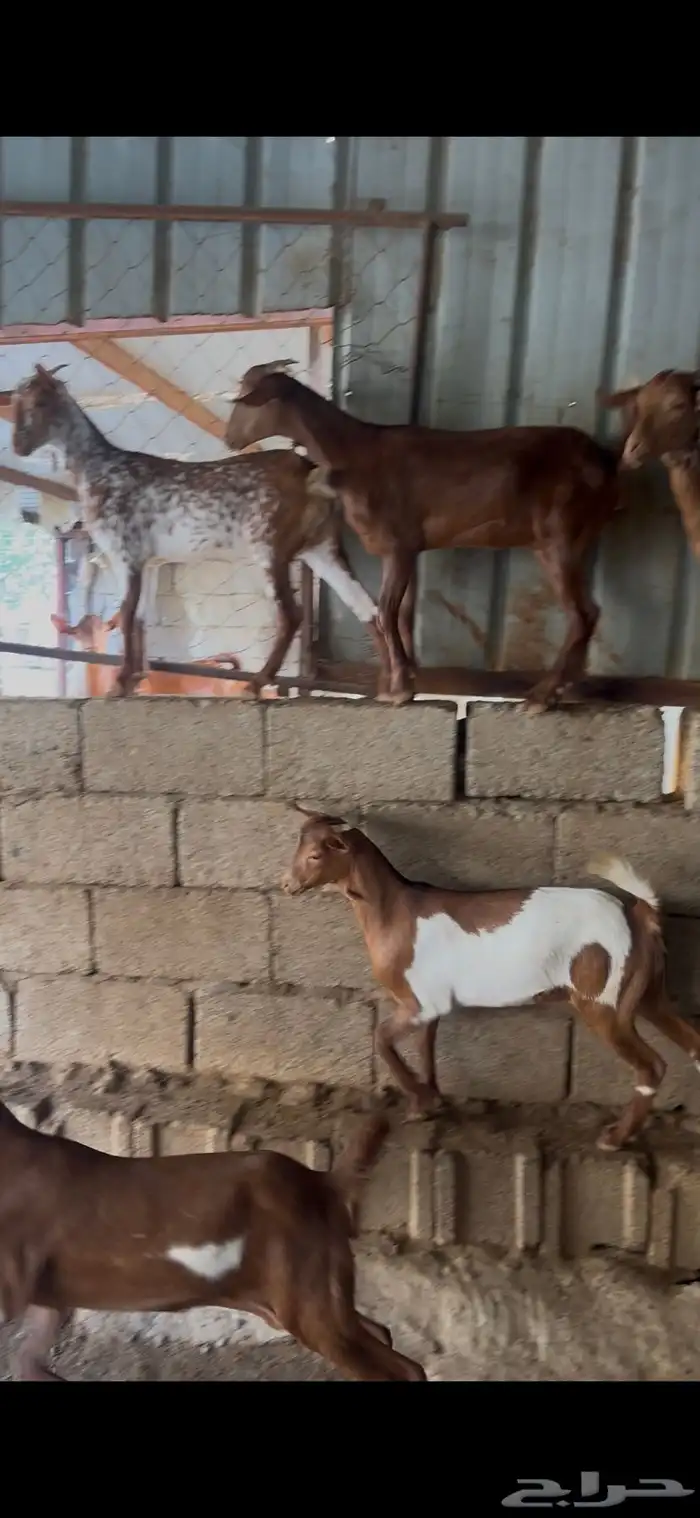 جفير للبيع 1