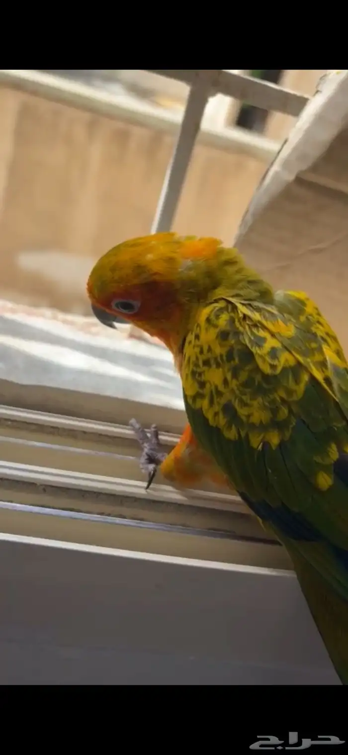 فرخ صن كنيور 0