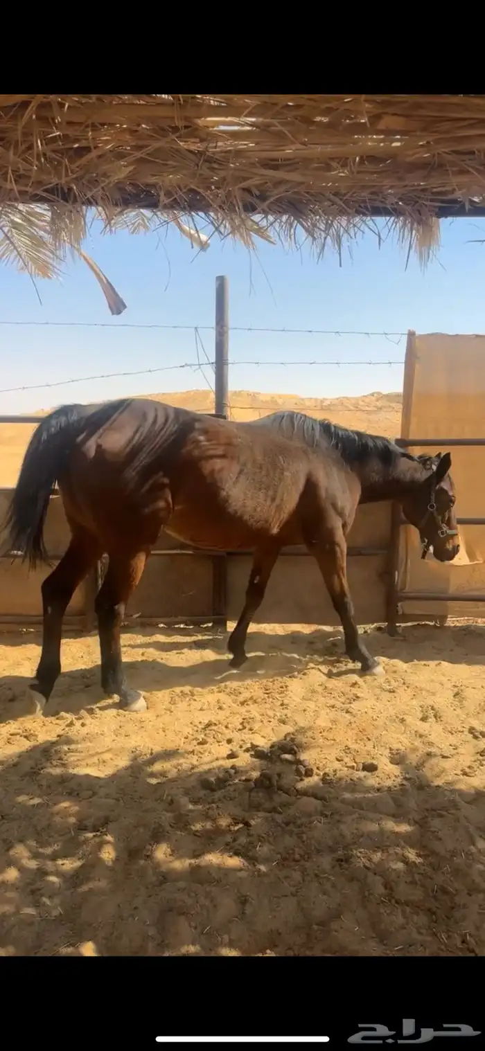 فرس شعبيه لقاح 4 شهور 3