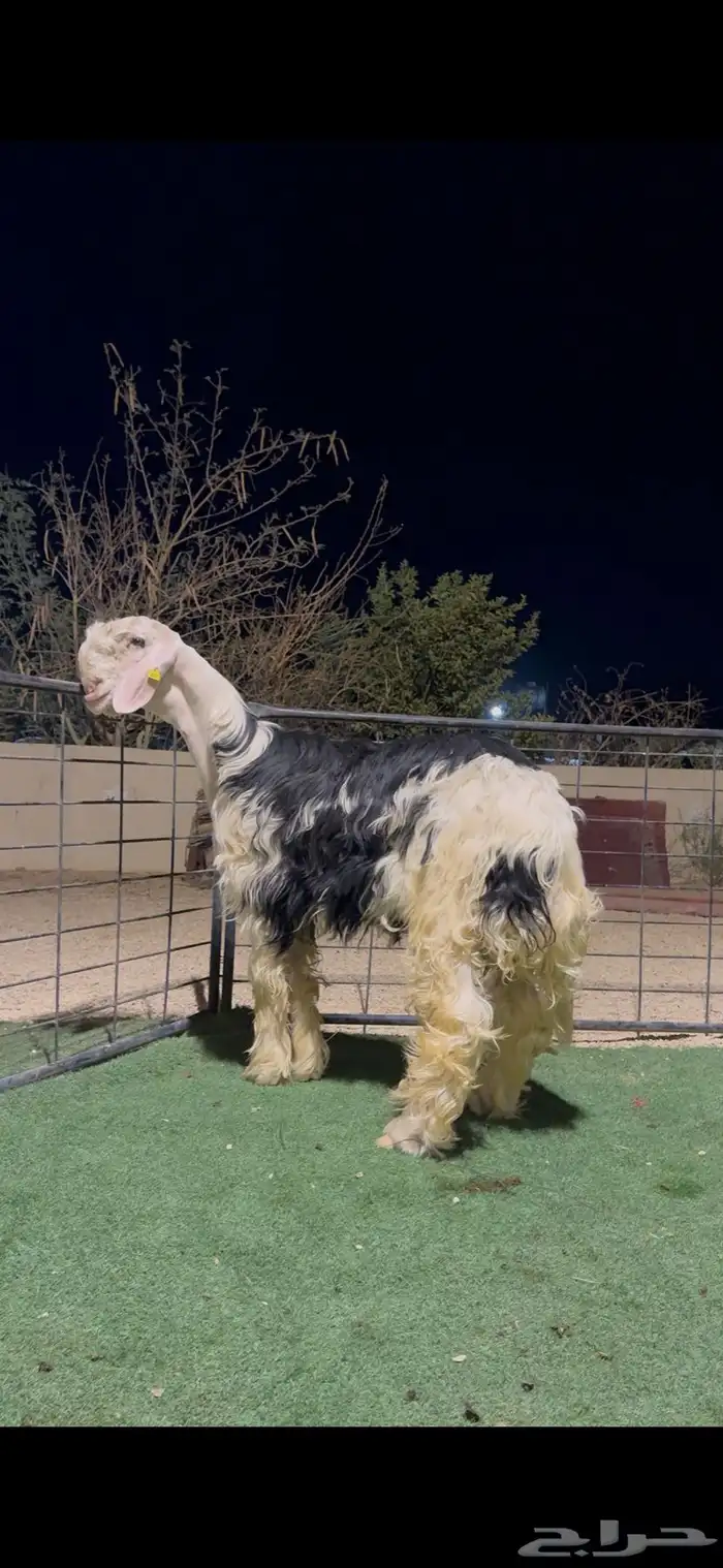 طلي نجدي مشروع فحل معرف فاخر 4