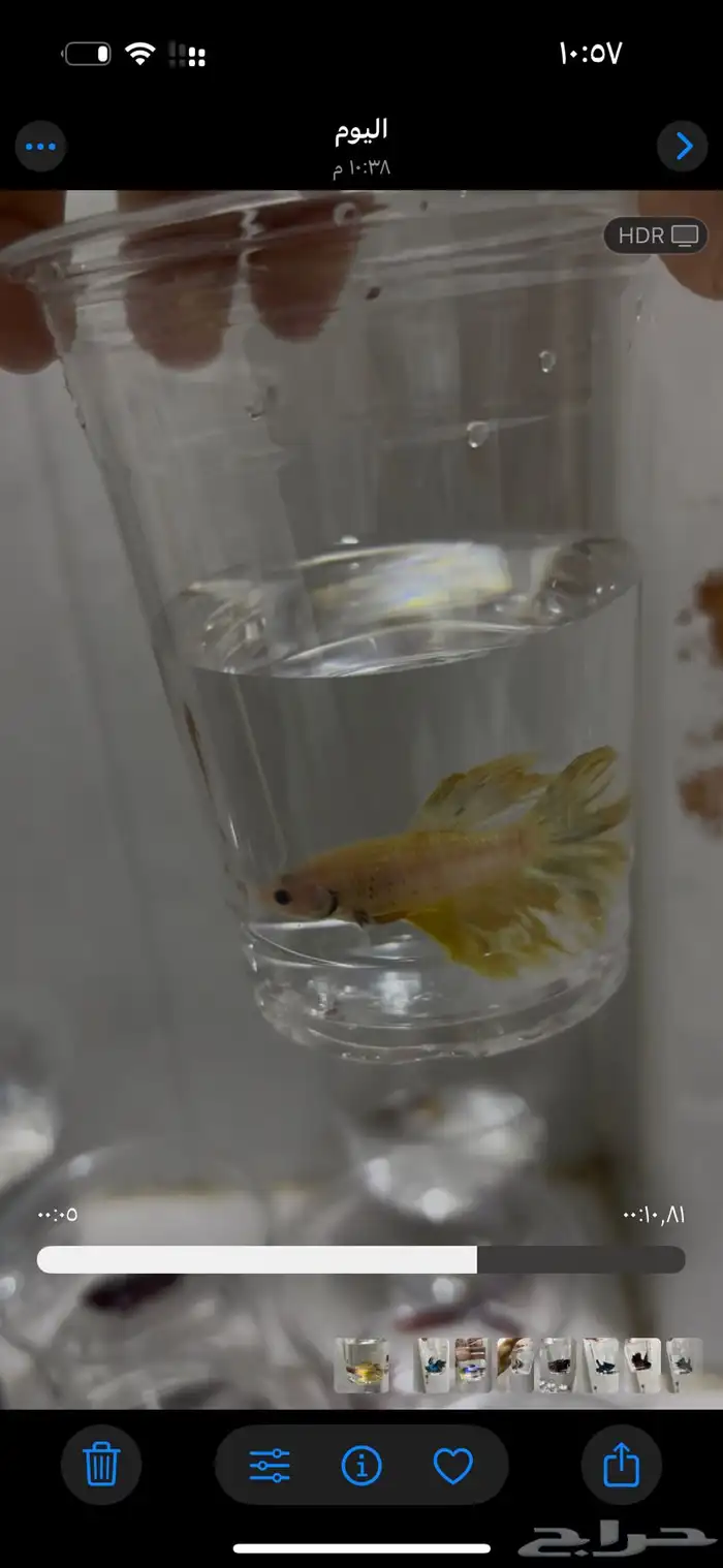 سمك فايتر سعر التفريد 8  الجمله 5 7