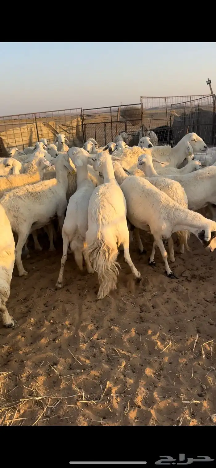 غنم حريه مراح السوم 900 5