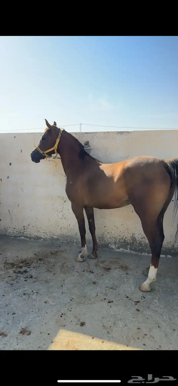 فرس تنافس الواهو ( شعبية ) 6