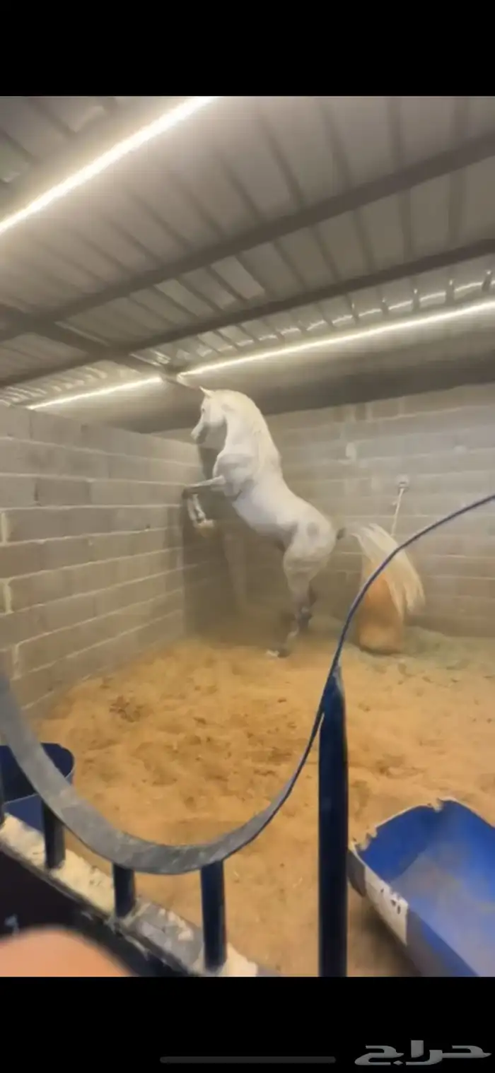 حصان شعبي حار على يدك 4