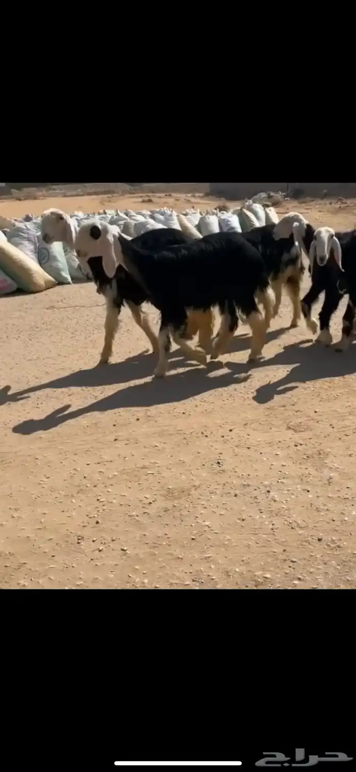 رخال وخرفان نجد 2